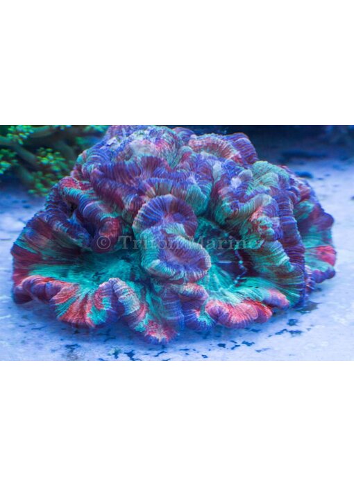 Rainbow Wellsophyllia