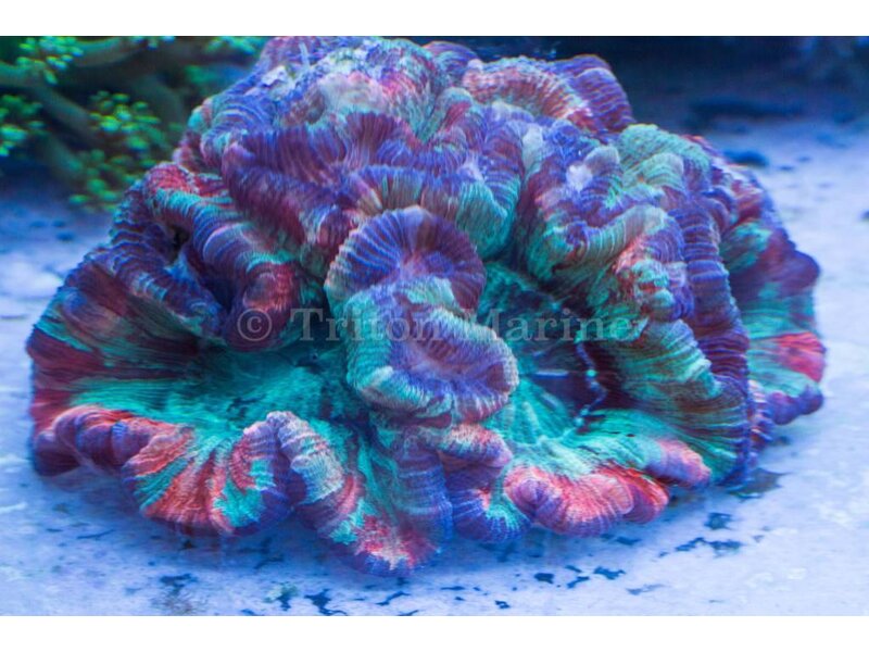 Rainbow Wellsophyllia