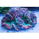 Rainbow Wellsophyllia