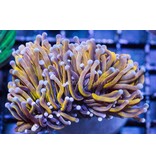 TMA Ultra Gold Torch - Indo