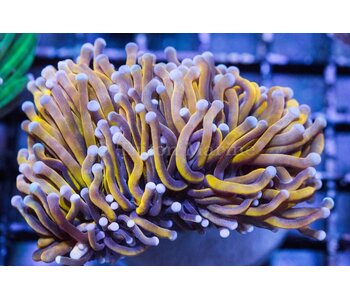 TMA Ultra Gold Torch - Indo