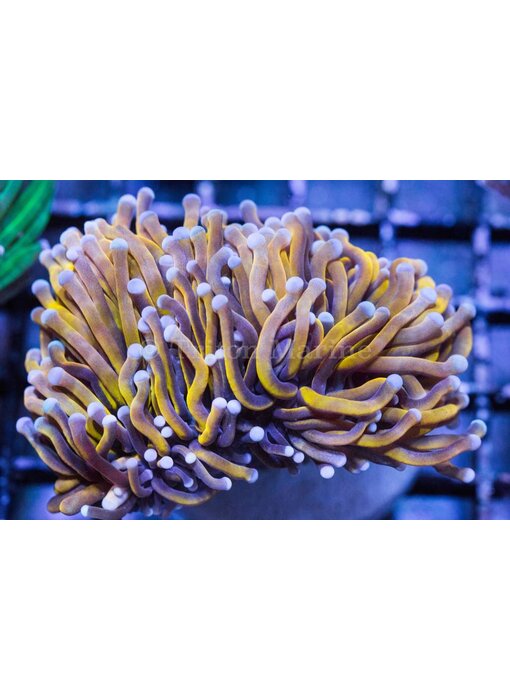 TMA Ultra Gold Torch - Indo