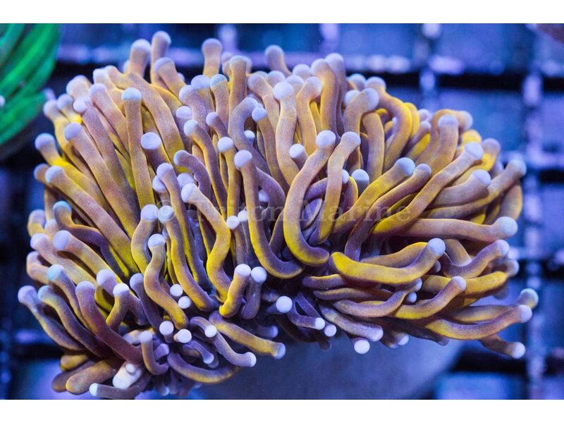 TMA Ultra Gold Torch - Indo