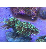 TMA Gold Torch With Green Tips