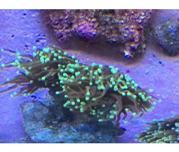 TMA Gold Torch With Green Tips