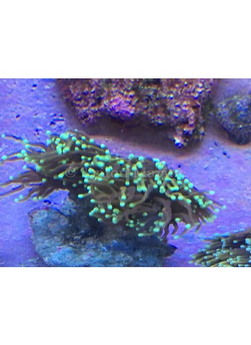 TMA Gold Torch With Green Tips