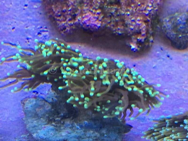 TMA Gold Torch With Green Tips