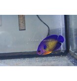 Coral Beauty Angel (Centropyge bispinosa)
