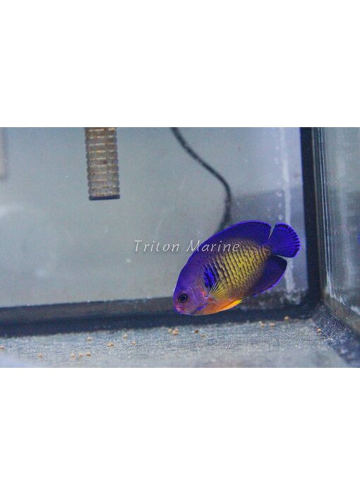 Coral Beauty Angel (Centropyge bispinosa)