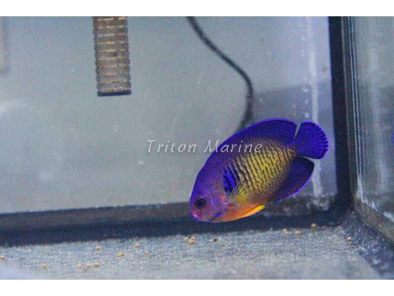 Coral Beauty Angel (Centropyge bispinosa)