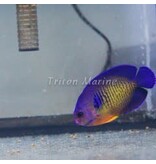 Coral Beauty Angel (Centropyge bispinosa)