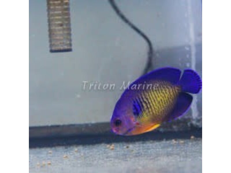 Coral Beauty Angel (Centropyge bispinosa)