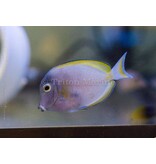 White Cheek Tang (Acanthurus nigricans)