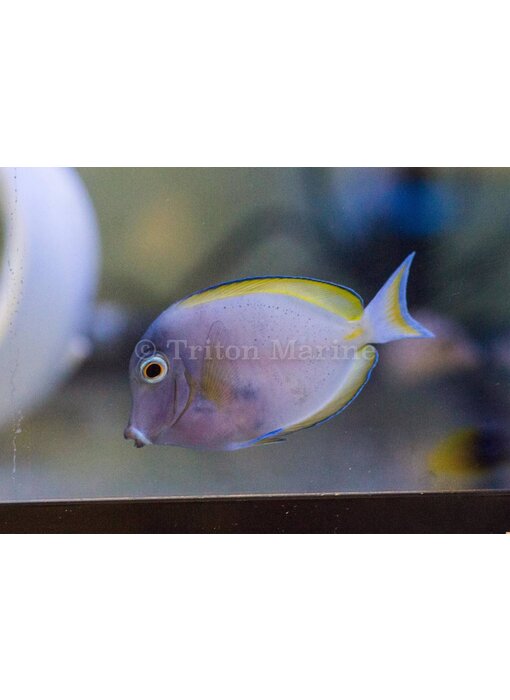 White Cheek Tang (Acanthurus nigricans)