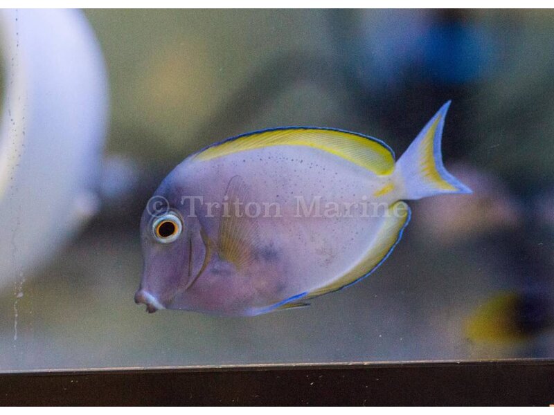 White Cheek Tang (Acanthurus nigricans)