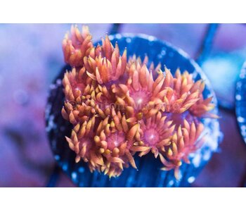 TMA Rising Sun Goniopora - Aussie