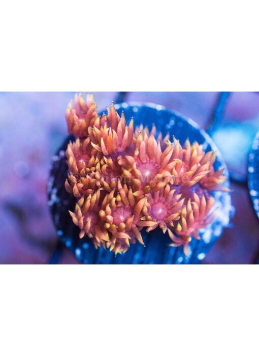 TMA Rising Sun Goniopora - Aussie
