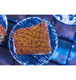 TMA Short Polyp Goniopora