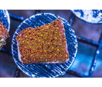 TMA Short Polyp Goniopora