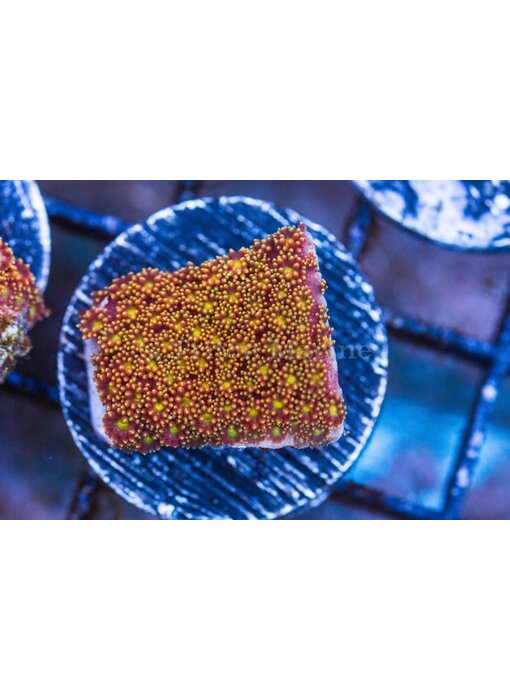 TMA Short Polyp Goniopora