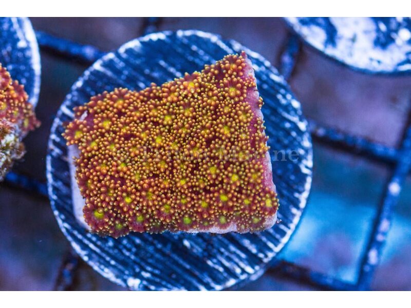 TMA Short Polyp Goniopora