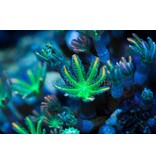 TMA Green/Orange Clove Polyps Frag