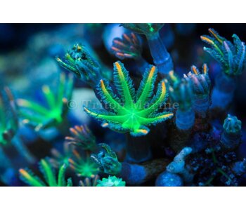 TMA Green/Orange Clove Polyps Frag