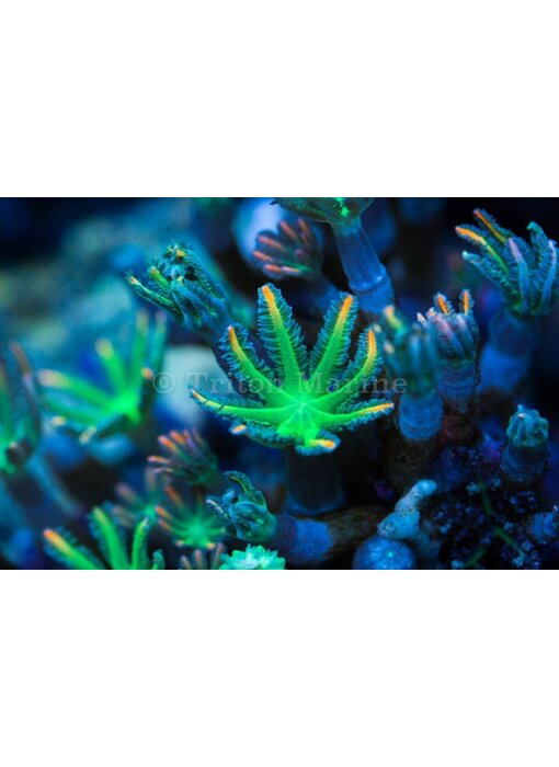 TMA Green/Orange Clove Polyps Frag