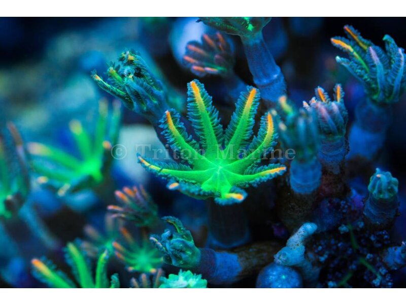 TMA Green/Orange Clove Polyps Frag