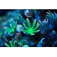 TMA Green/Orange Clove Polyps Frag