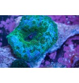 TMA Blue Mushroom/Green Dots