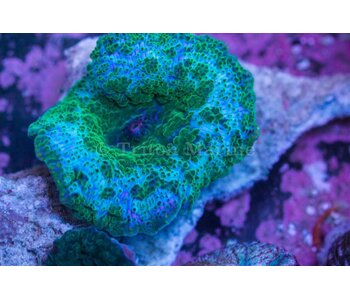 TMA Blue Mushroom/Green Dots