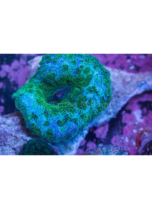 TMA Blue Mushroom/Green Dots