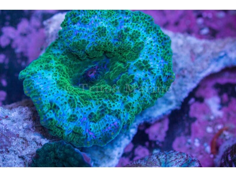 TMA Blue Mushroom/Green Dots