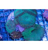 Discosoma Mushroom Rock