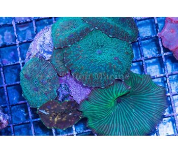 Discosoma Mushroom Rock