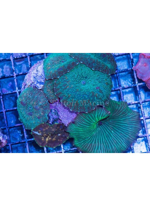 Discosoma Mushroom Rock