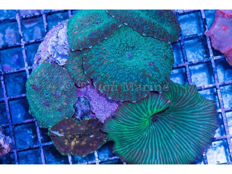Discosoma Mushroom Rock