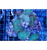 Discosoma Red Spotted Mushroom Rock