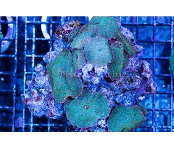 Discosoma Red Spotted Mushroom Rock