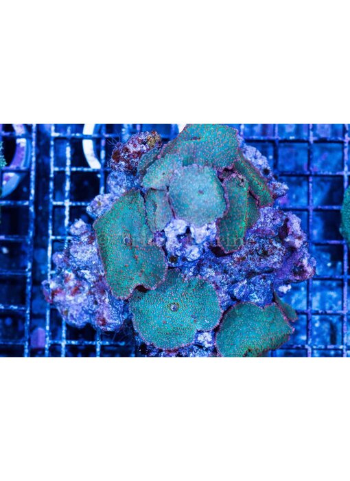 Discosoma Red Spotted Mushroom Rock