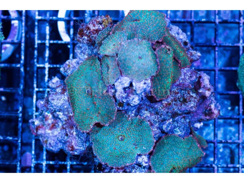 Discosoma Red Spotted Mushroom Rock