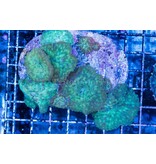 Discosoma Mushroom Rock