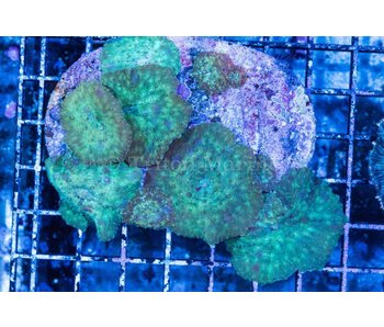 Discosoma Mushroom Rock