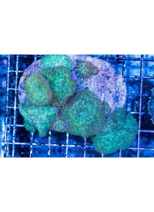 Discosoma Mushroom Rock