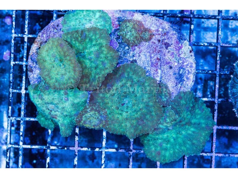 Discosoma Mushroom Rock