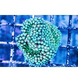 Green Ricordea Mushroom