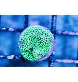 Green Ricordea Mushroom