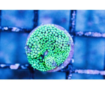Green Ricordea Mushroom