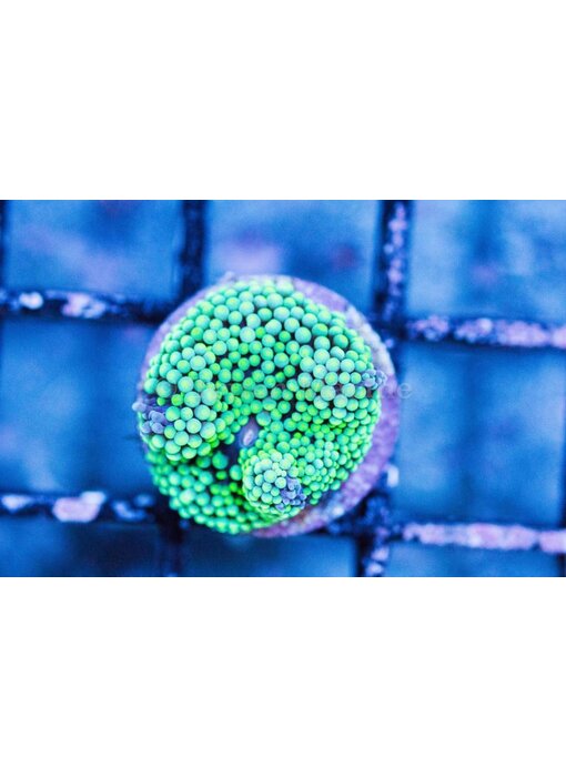 Green Ricordea Mushroom